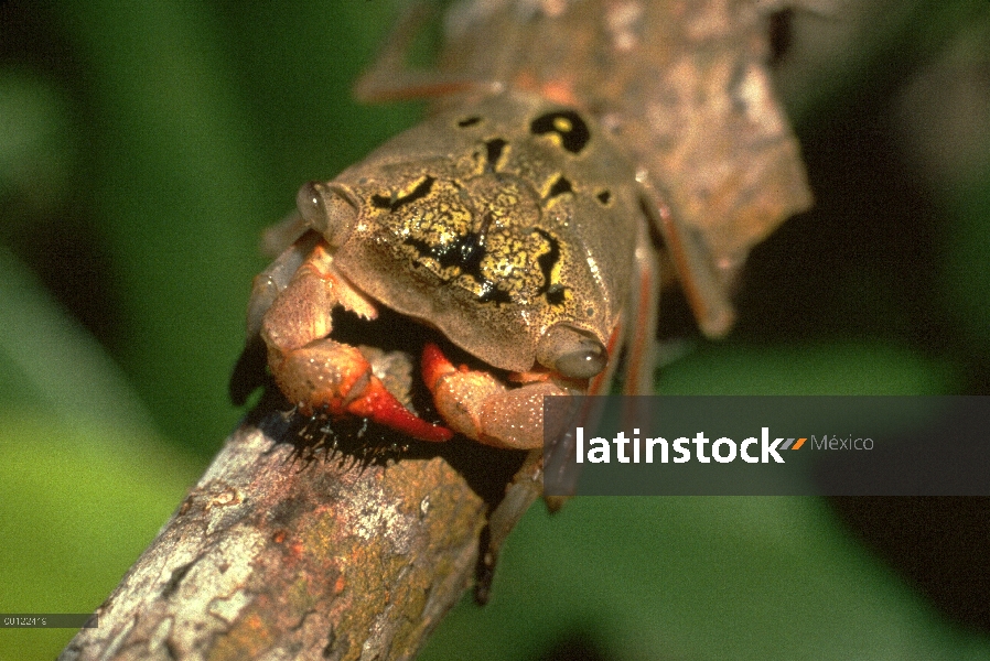 Cangrejo del árbol de manglar (Aratus pisonii) sobre rama de árbol, Costa Rica