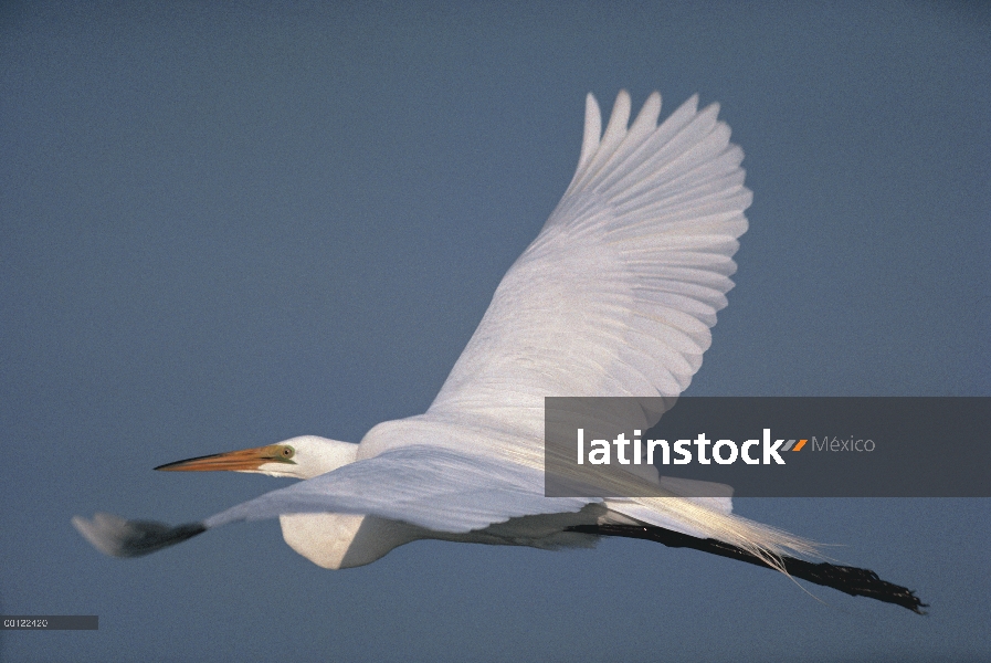 Gran Egret (Ardea alba) volando, África