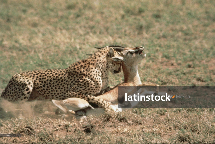 Guepardo (Acinonyx jubatus) atacando a gacela de Thomson (Eudorcas thomsonii), Serengeti, Tanzania