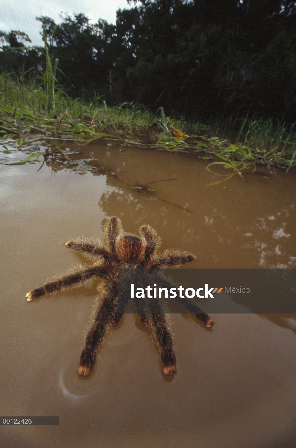 Tarántula de Peruvian Pinktoe (Avicularia urticans) caminar sobre el agua después de ser inundado de