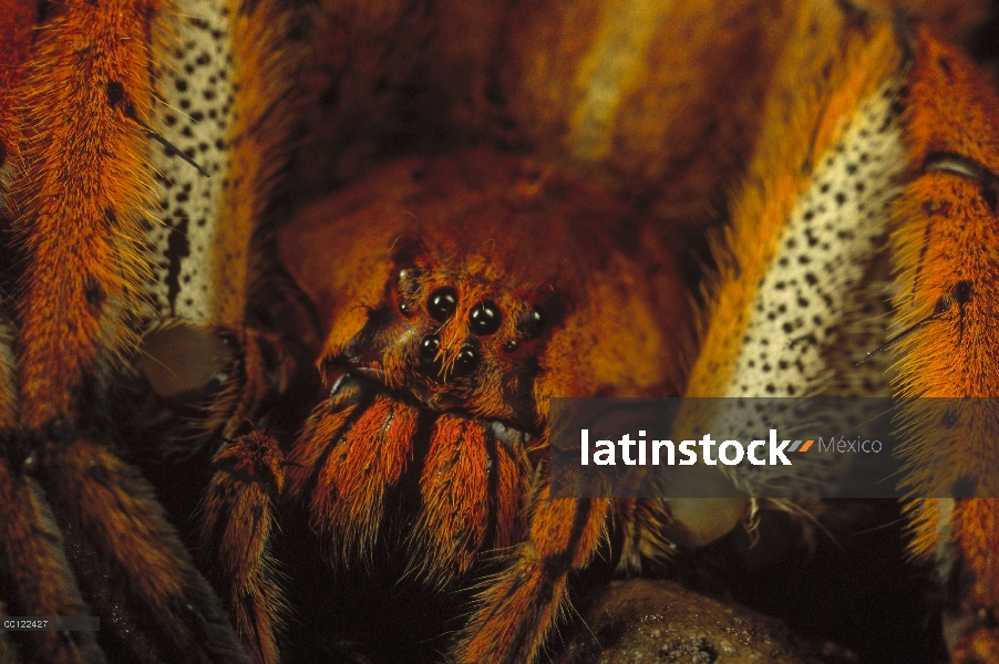 Retrato de adultos banana Spider (Nephila clavipes), Florida