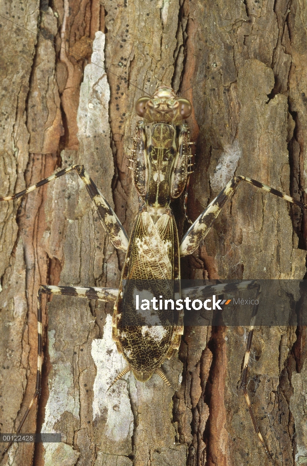 Mantis religiosa (Mantis sp) camuflado en corteza, Cuenca del Amazonas, América del sur