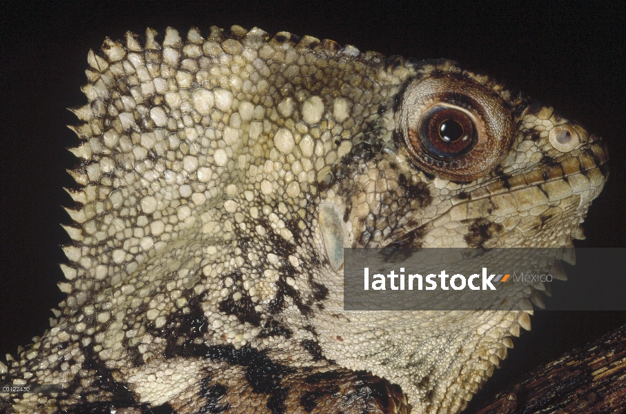 Cabeza de casco Lagarto (Corytophanes hernandezii), Perú