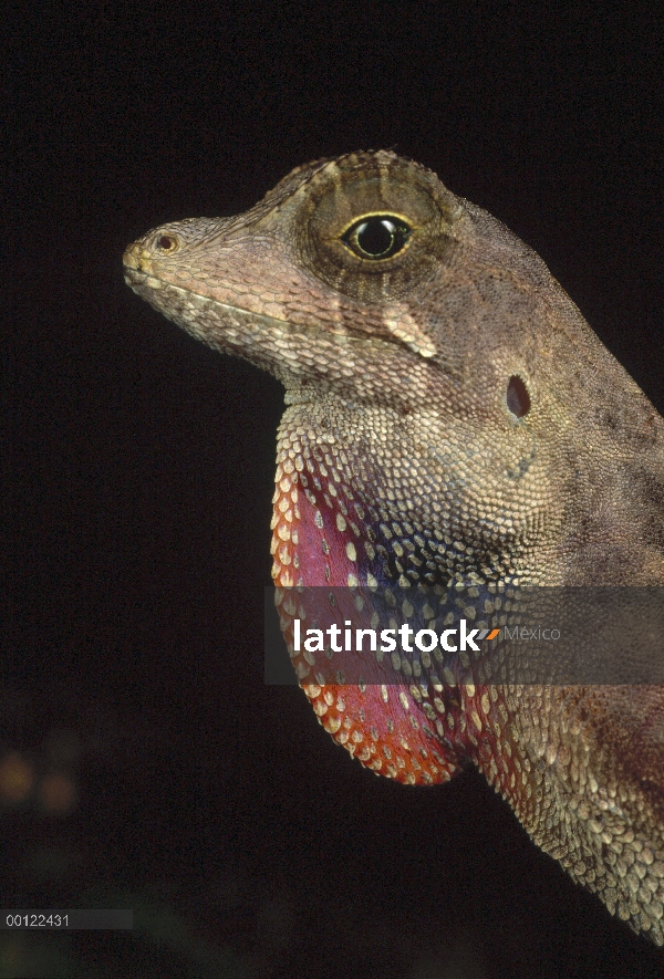 Retrato de la lagartija Anolis (Anolis sp), Perú