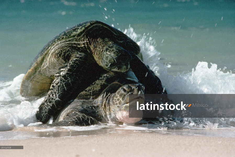 Tortuga verde (Chelonia mydas) pareja de apareamiento, Hawaii