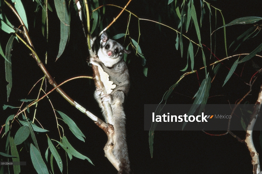 Planeador del azúcar (Petaurus breviceps) en eucalipto, Australia