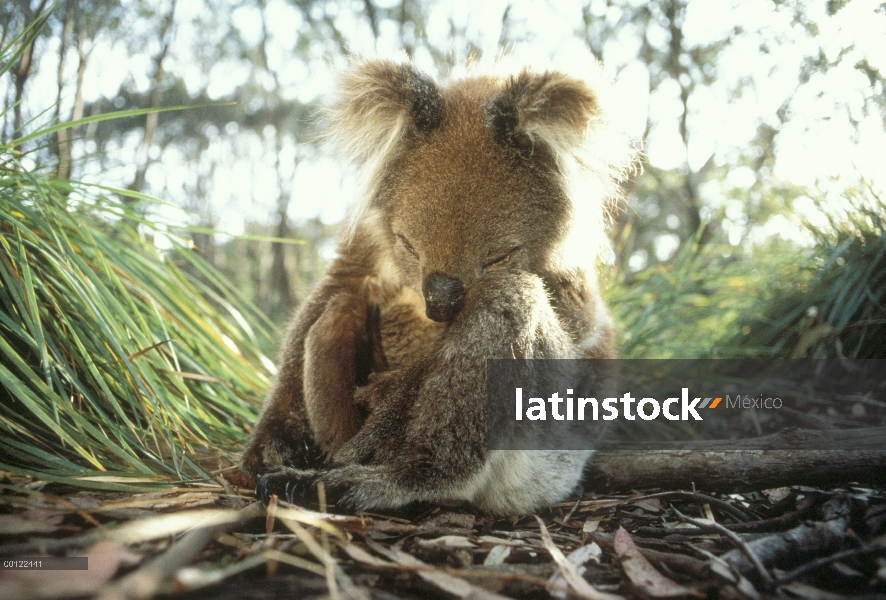 Koala (cinereus de Phascolarctos) durmiendo, Australia