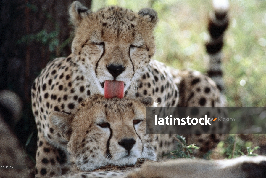 Guepardo (Acinonyx jubatus) preparación de un compañero, Serengeti, Tanzania