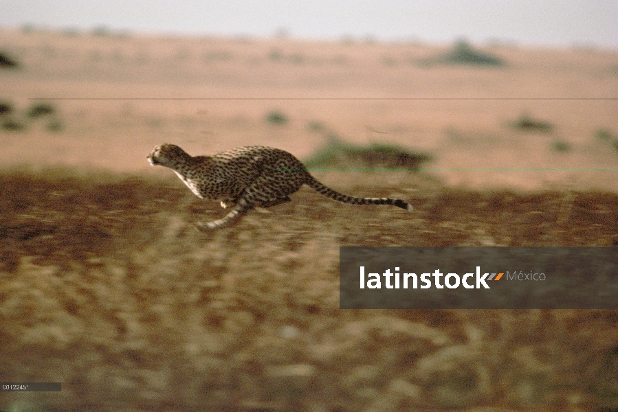 Guepardo (Acinonyx jubatus) una especie vulnerables, en pastizales, Serengeti