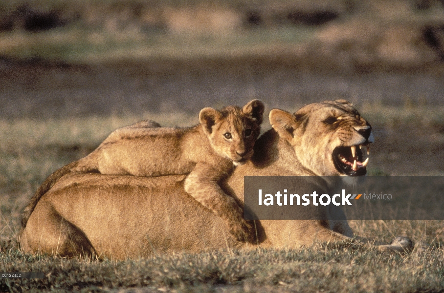 León africano (Panthera leo) madre y cachorro descansando, Parque Nacional del Serengeti, Tanzania