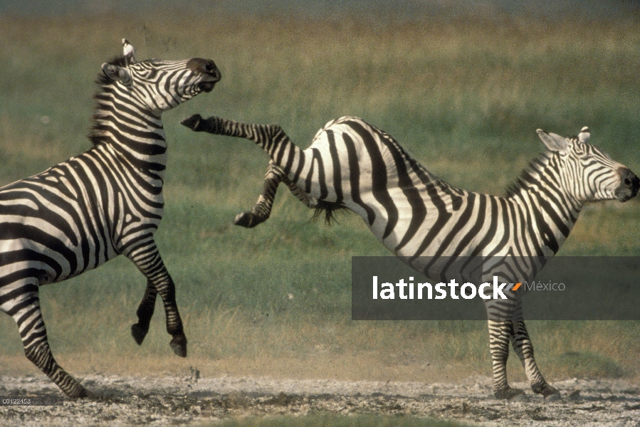 Machos de la cebra (Equus burchellii) de Burchell lucha, Parque Nacional del Serengeti, Tanzania