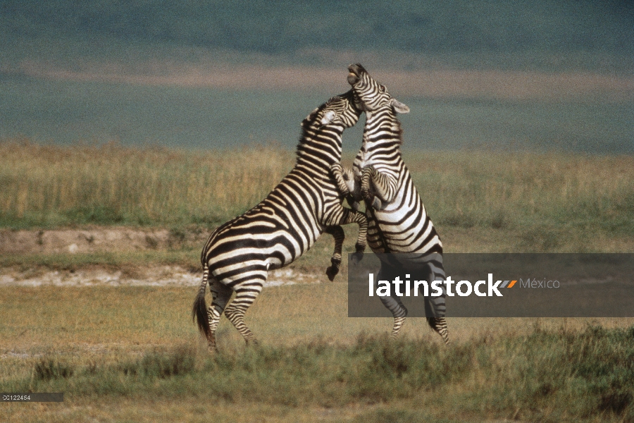 Machos de la cebra (Equus burchellii) de Burchell lucha, Parque Nacional del Serengeti, Tanzania