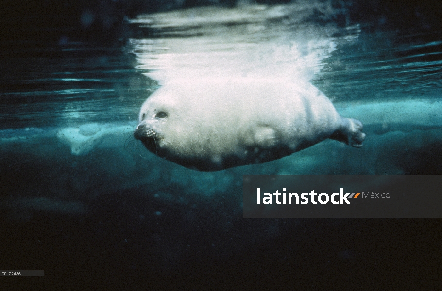 Sello de arpa (Phoca groenlandicus) cachorro, Golfo de San Lorenzo, Canadá