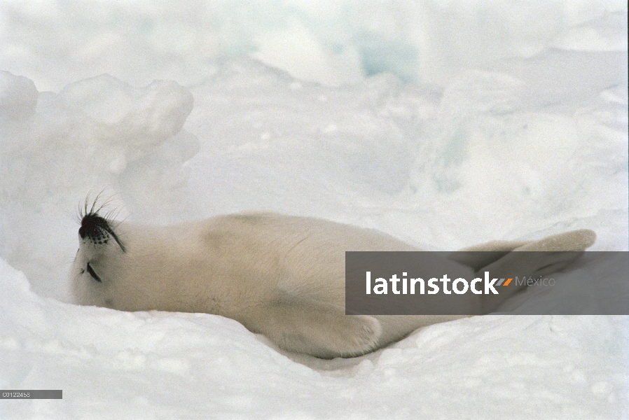 Sello de arpa (Phoca groenlandicus) cachorro durmiendo, Golfo de San Lorenzo, Canadá