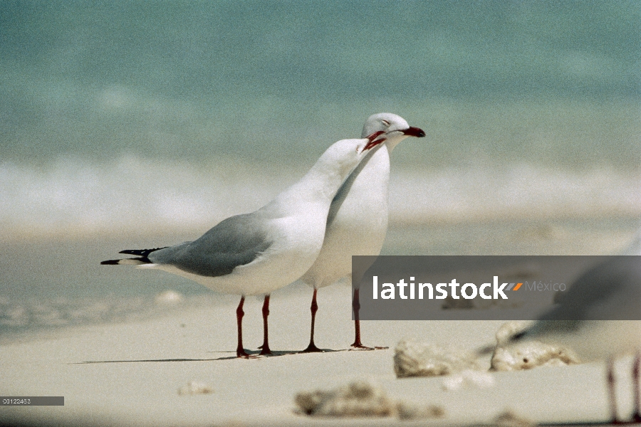 Plata par afectuoso de gaviota (Larus novaehollandiae), Australia