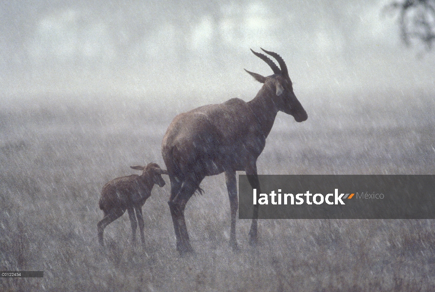 Topi (Damaliscus lunatus) madre y potrillo aguantar una tormenta de lluvia, el Parque Nacional del S