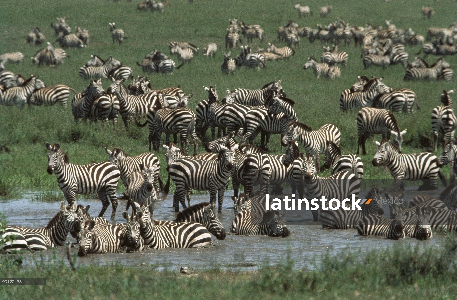 Cebra de Burchell (Equus burchellii) de la manada en el abrevadero, Serengeti