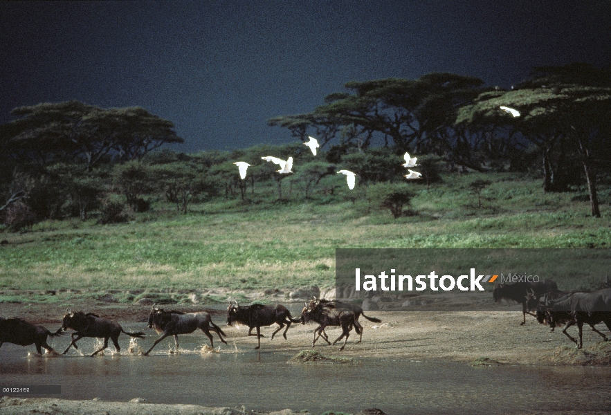 Wildebeest azul (taurinus de Connochaetes) manada corriente cruce con sobrecarga de garcillas bueyer