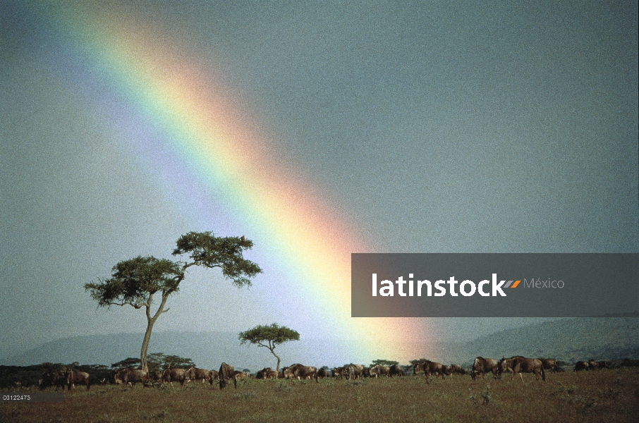 Wildebeest azul (taurinus de Connochaetes) manada con arco iris, Serengeti