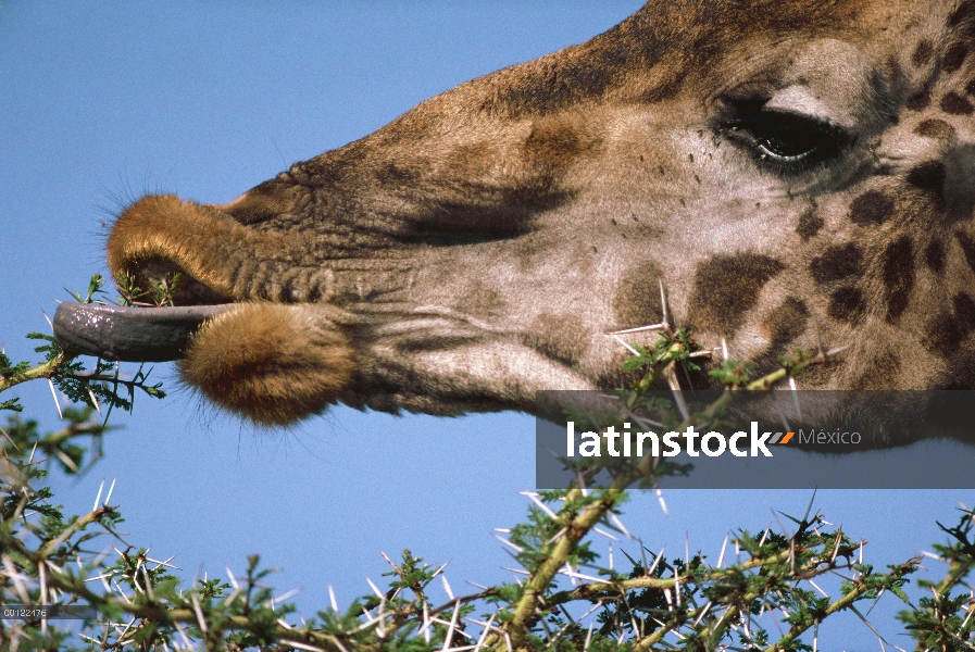 Masai jirafa (Giraffa tippelskirchi) alimentándose del árbol de acacia la espina silbaba (Acacia dre