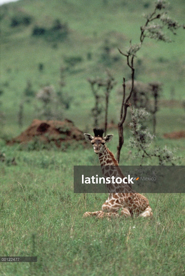 Jóvenes Masai jirafa (Giraffa tippelskirchi) descanso, Parque Nacional del Serengeti, Tanzania