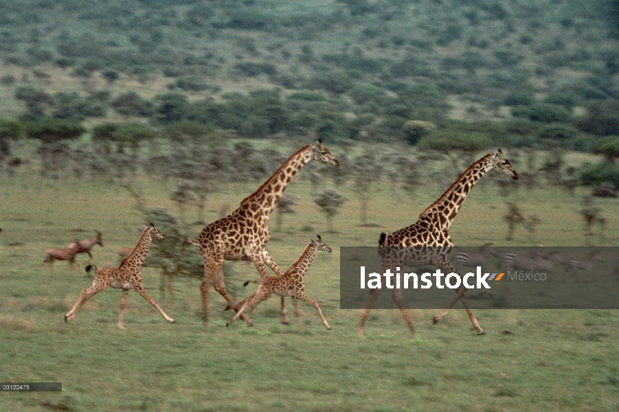 Las madres Masai jirafa (Giraffa tippelskirchi) y jóvenes corriendo, Parque Nacional del Serengeti, 