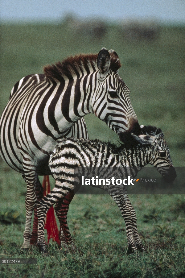 De Burchell cebra (Equus burchellii) madre y potrillo recién nacido, Parque Nacional del Serengeti, 