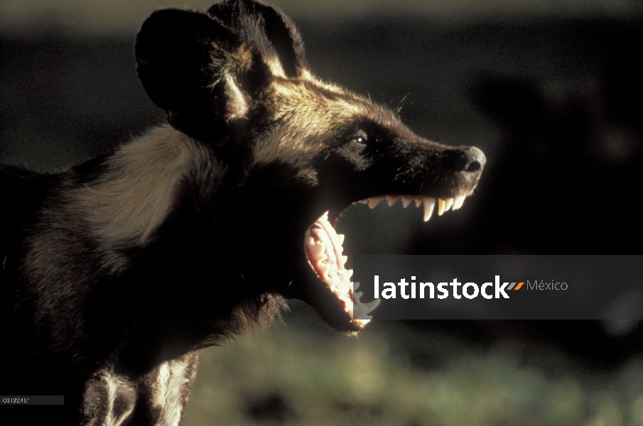 Perro salvaje africano (Lycaon pictus) llamar, Parque Nacional del Serengeti, Tanzania