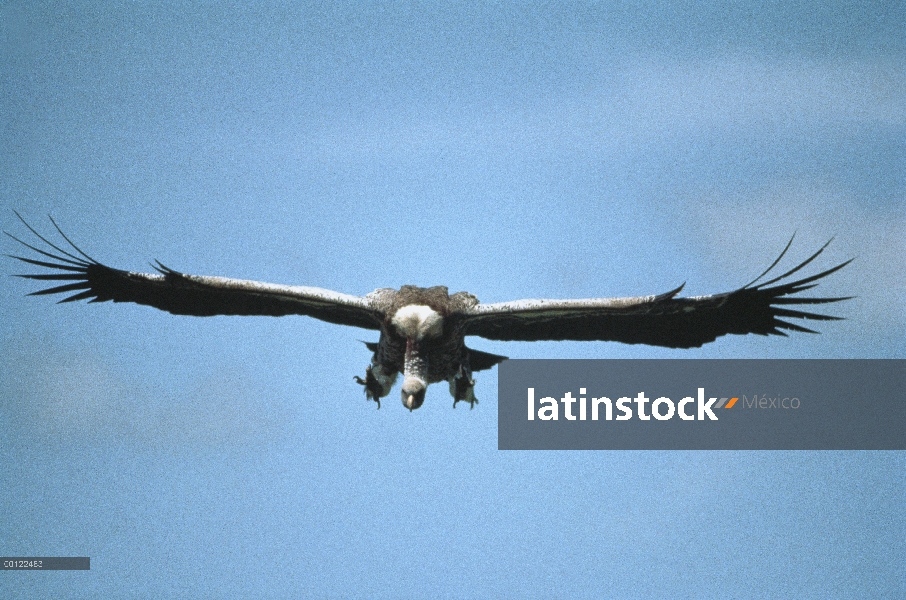 Lappet-faced Vulture (Torgos tracheliotus) aterrizaje, Parque Nacional del Serengeti, Tanzania