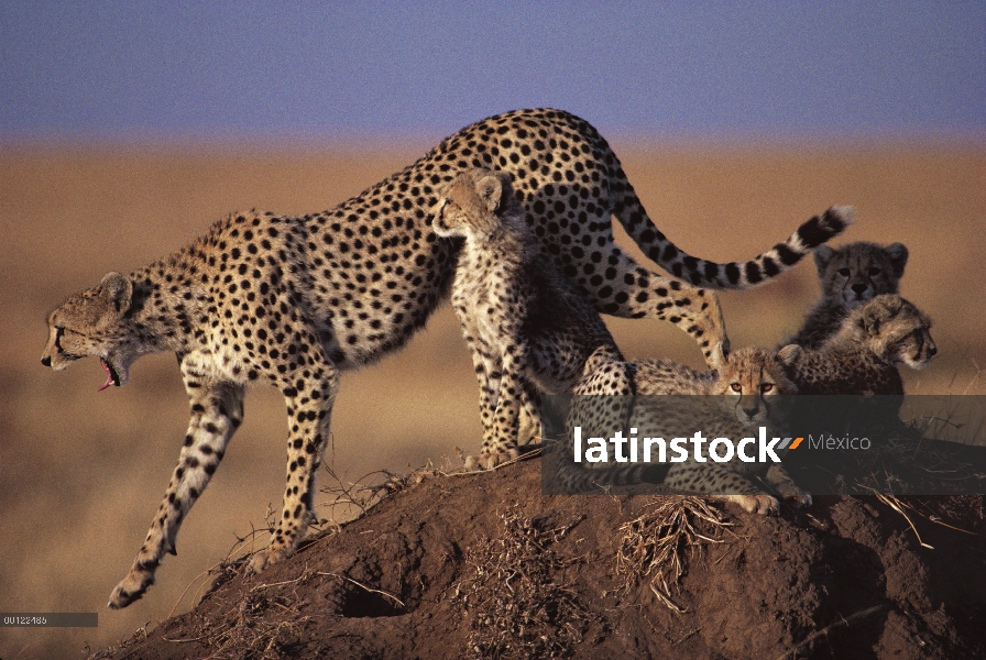 Guepardo (Acinonyx jubatus) madre y cachorros en termitas de la Lomita, Parque Nacional del Serenget