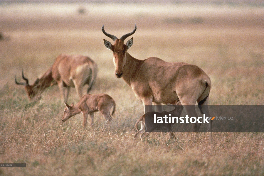 Madre de Topi (Damaliscus lunatus) con becerro de enfermería, Parque Nacional del Serengeti, Tanzani