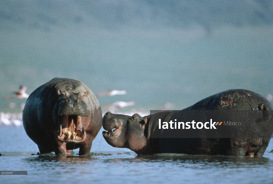 Par de hipopótamo (Hippopotamus amphibius) acariciando en el agua, Parque Nacional del Serengeti, Ta