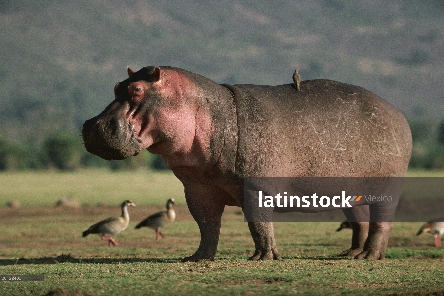 Hipopótamo (Hippopotamus amphibius) con pico amarillo picabueyes (Buphagus africanus), Parque Nacion