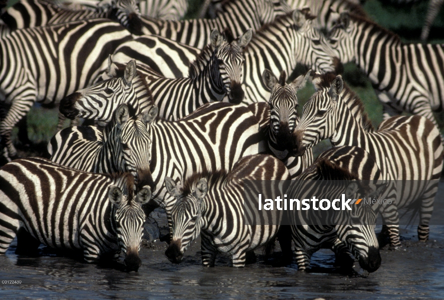 Cebra de Burchell (Equus burchellii) de la manada en el pozo de agua, Parque Nacional del Serengeti,