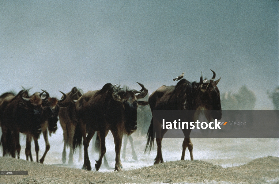 Wildebeest azul (taurinus de Connochaetes) manada caminando sobre arena, Serengeti