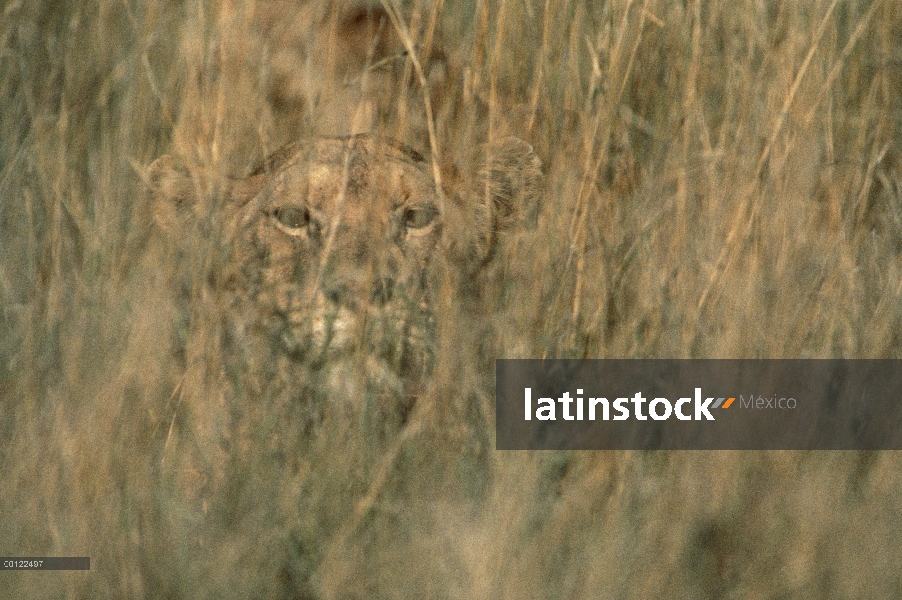 Mujer de León africano (Panthera leo) camuflada en hierba alta, Parque Nacional del Serengeti, Tanza