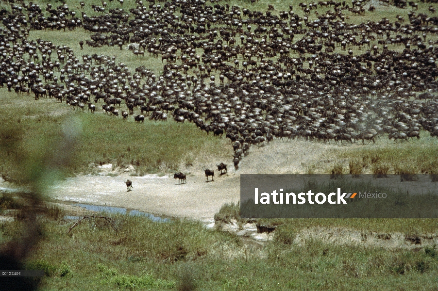 Vista aérea de ñu (Connochaetes taurinus) de manada, migración de Serengeti de azul