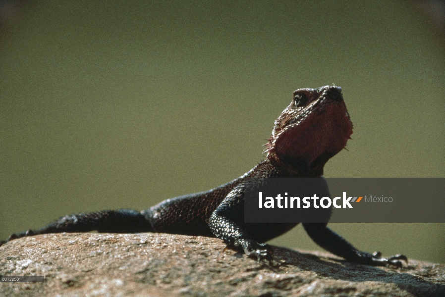 Cabeza roja Rock Agama (agama Agama) insolación, Serengeti