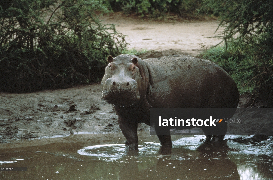 Hipopótamo (Hippopotamus amphibius), de pie en el agua, Parque Nacional del Serengeti, Tanzania