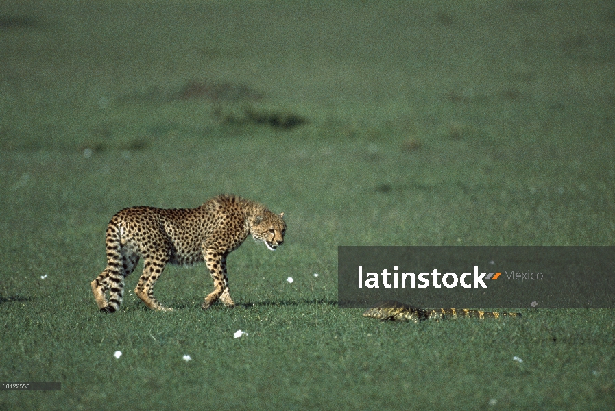 Guepardo (Acinonyx jubatus) acechando a un Lagarto Monitor (Varanus sp), Reserva Nacional de Masai M