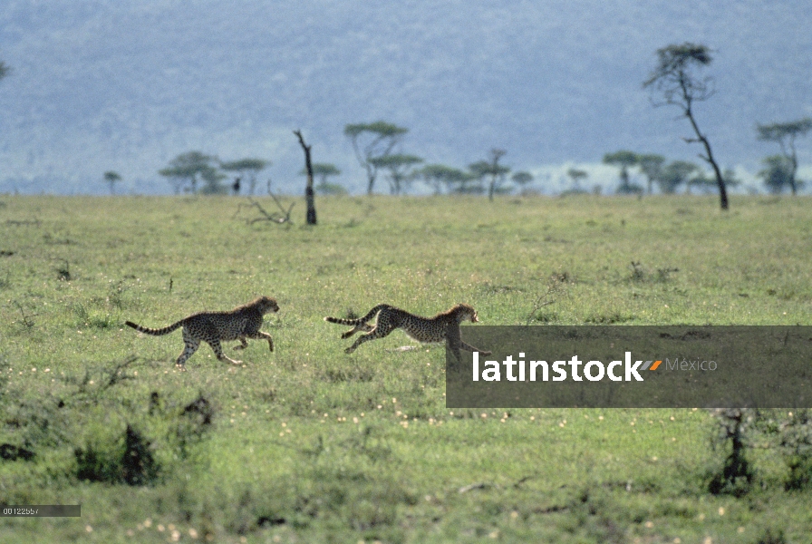 Guepardo (Acinonyx jubatus) dos corriendo en el Prado, Serengeti