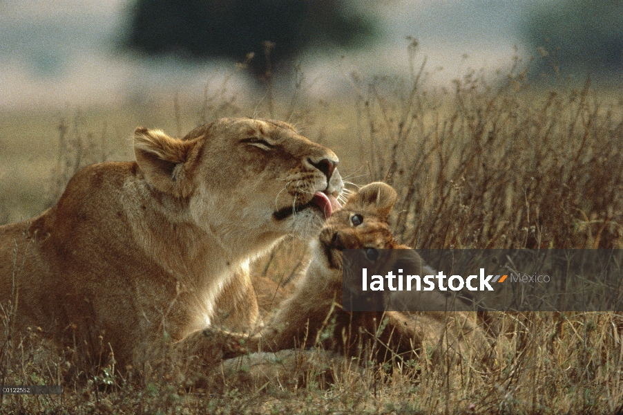 León africano (Panthera leo) madre lamiendo cub, Parque Nacional del Serengeti, Tanzania