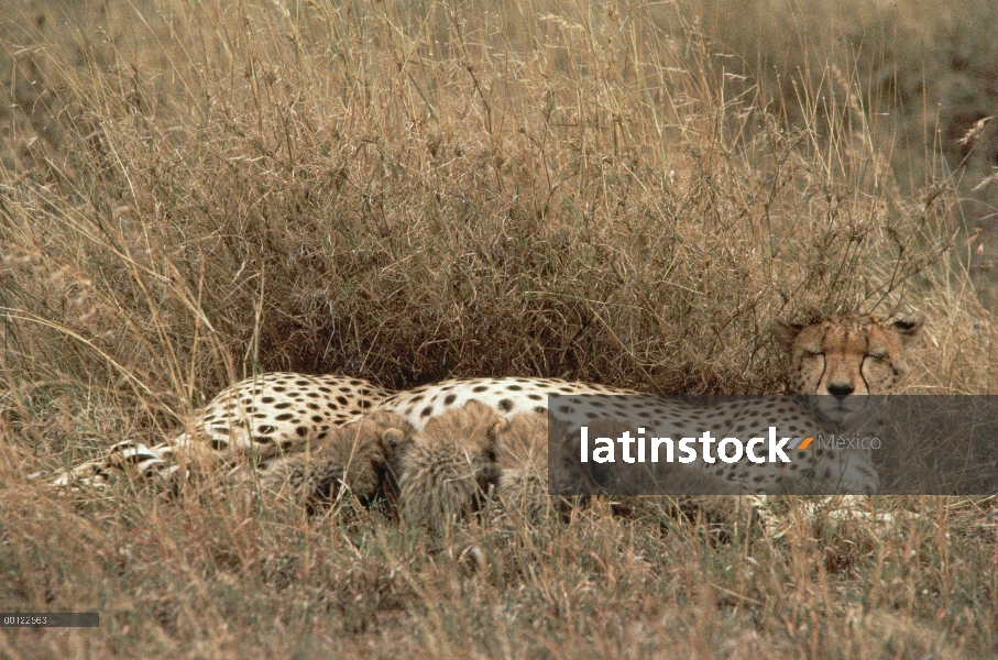 Guepardo (Acinonyx jubatus) madre y cachorros lactantes, Serengeti, Tanzania