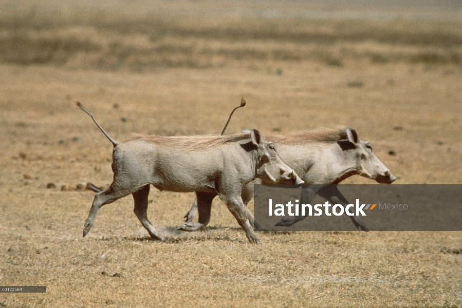 Par de Warthog (Phacochoerus africanus) correr, Parque Nacional del Serengeti, Tanzania