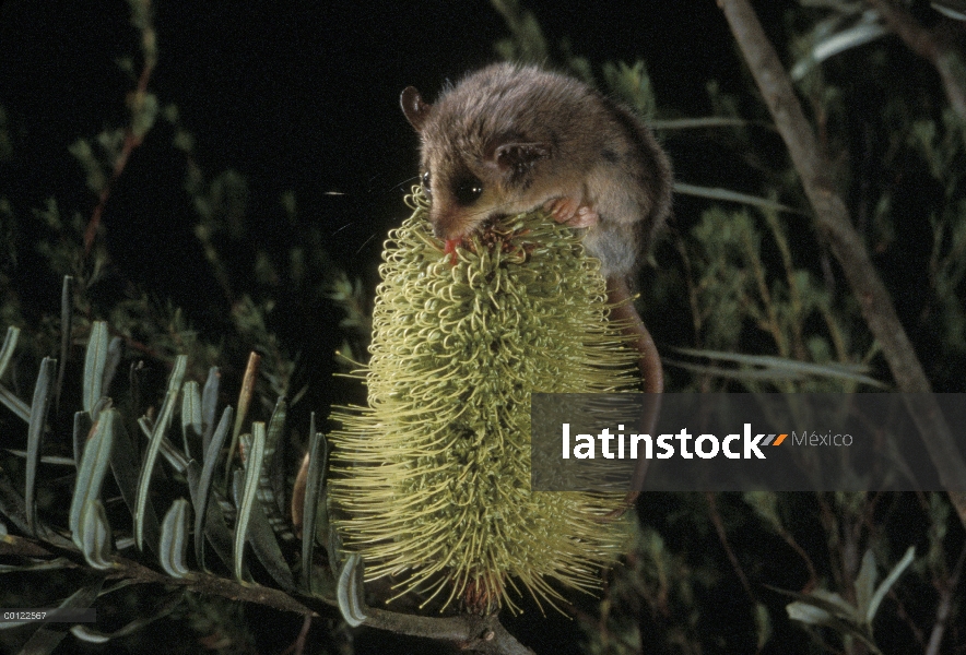 Oposum de pigmeos (Cercartetus sp) lamiendo el néctar de una costera Banksia (Banksia integrifolia),