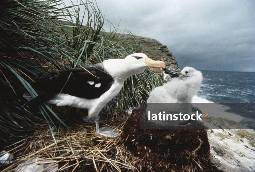 Albatros ceja negra (Thalassarche melanophrys) con polluelo en el nido, isla de Georgia del sur