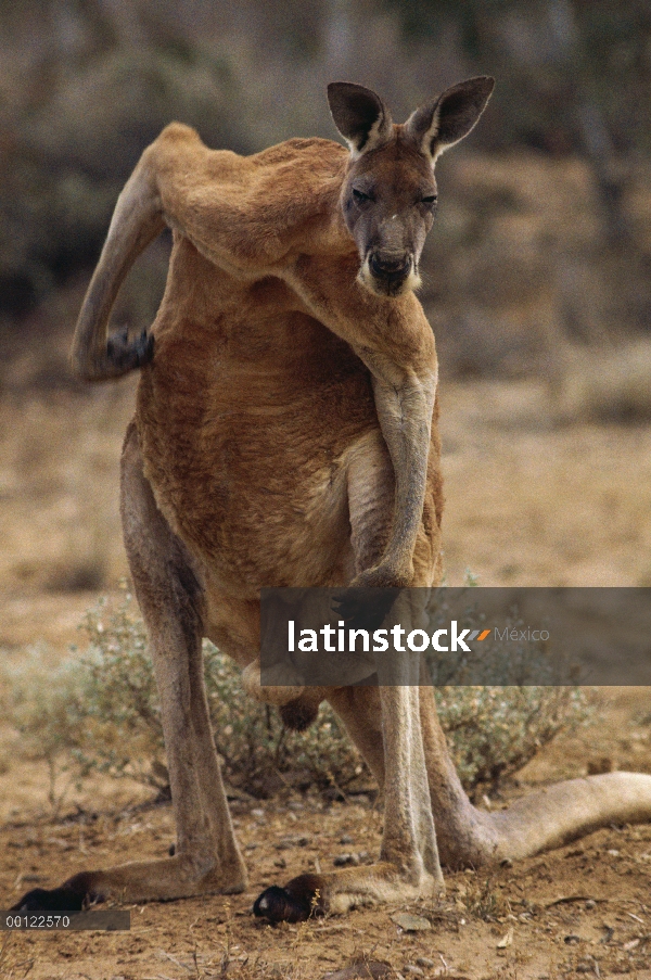 Canguro rojo (Macropus rufus), rayar, Australia