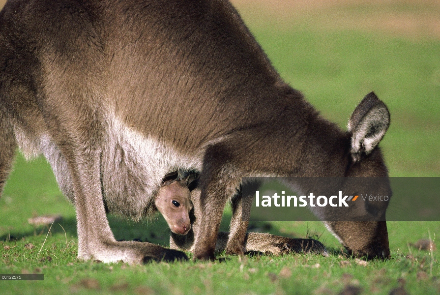 Canguro rojo (Macropus rufus) madre de pastoreo con joey en bolsa, Australia