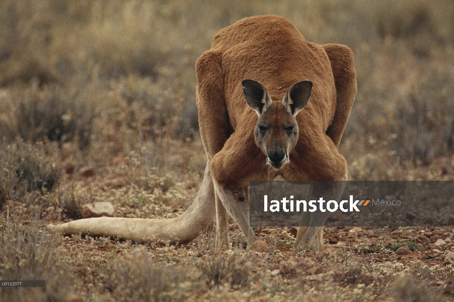 Retrato masculino de canguro rojo (Macropus rufus), Australia