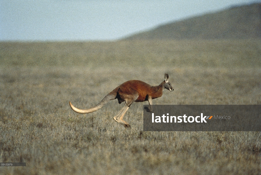 Canguro rojo (Macropus rufus), saltando a través de paisaje, Australia